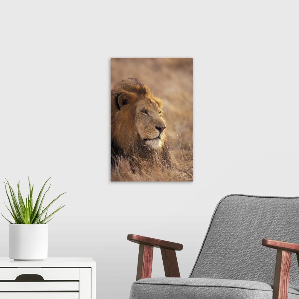 A modern room featuring Africa. Male African Lion (Panthera leo)