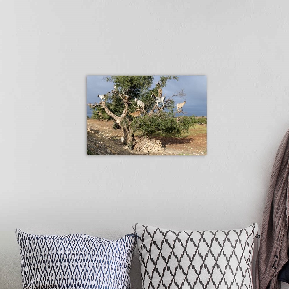 A bohemian room featuring Africa, Morocco. Goats in tree. Credit: Bill Young