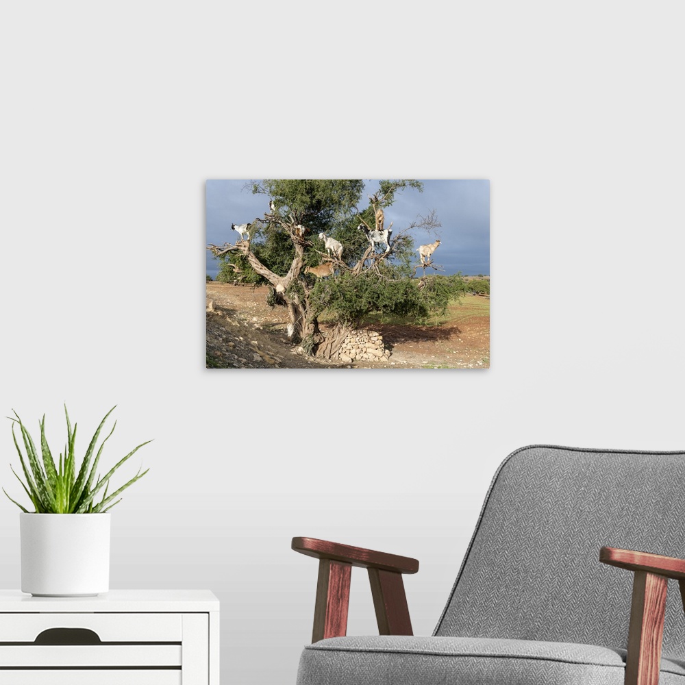 A modern room featuring Africa, Morocco. Goats in tree. Credit: Bill Young
