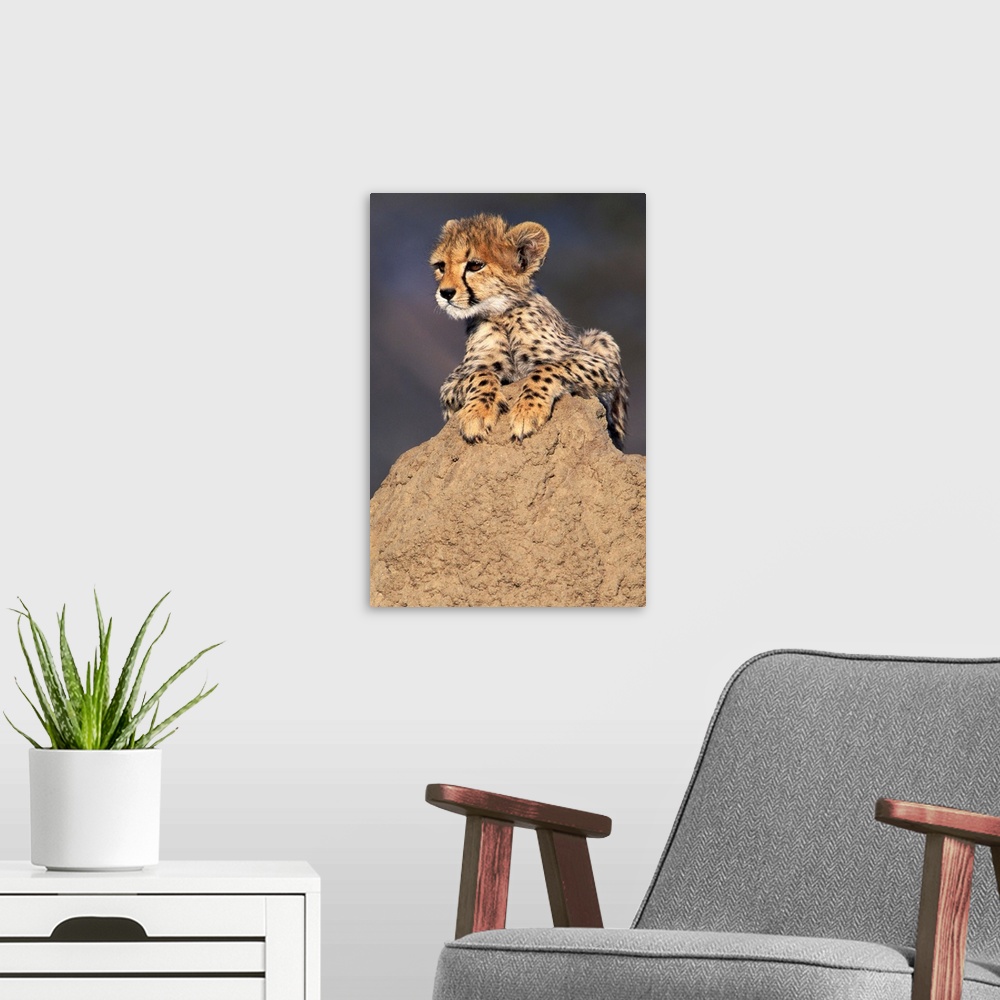 A modern room featuring Africa, Namibia.  Animal rehabilitation farm.  Cheetah cub on termite mound.