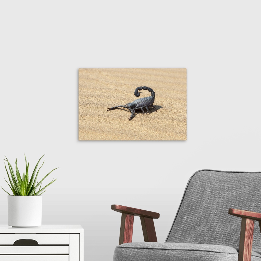 A modern room featuring Africa, Namibia, Swakopmund, Black scorpion, Parabuthus sp.  Black scorpion moving across the sand.
