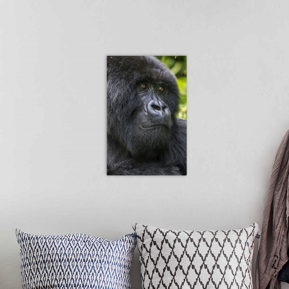 A bohemian room featuring Africa, Rwanda, volcanoes national park, close-up portrait of adult male mountain gorilla (Gorill...