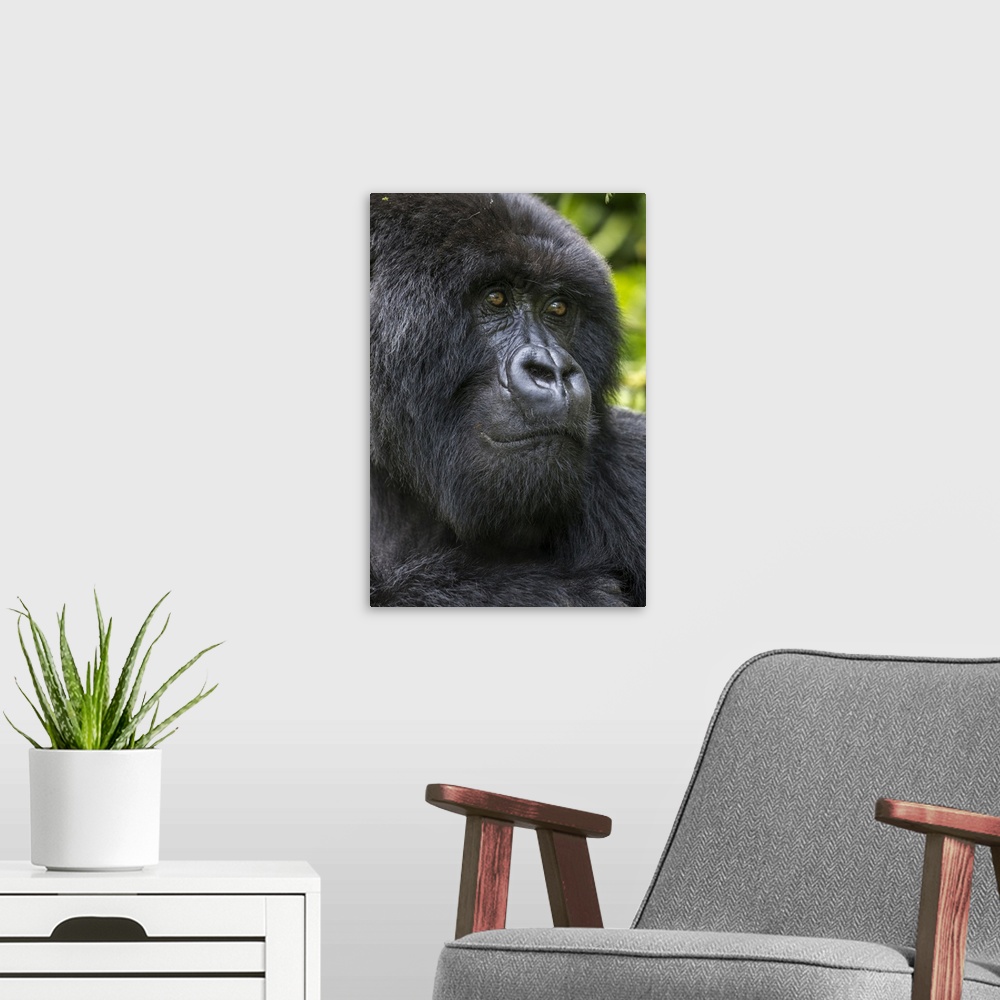 A modern room featuring Africa, Rwanda, volcanoes national park, close-up portrait of adult male mountain gorilla (Gorill...