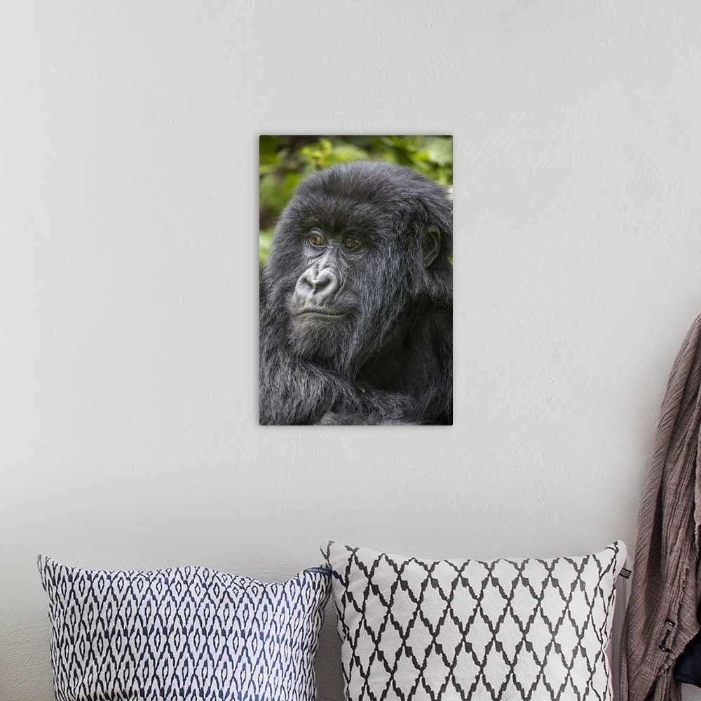 A bohemian room featuring Africa, Rwanda, volcanoes national park, portrait of mountain gorilla (Gorilla Beringei Beringei)...