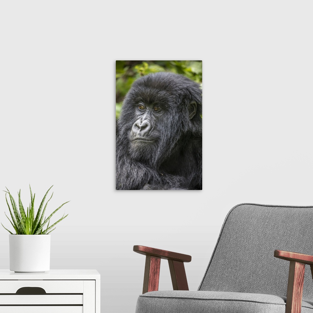 A modern room featuring Africa, Rwanda, volcanoes national park, portrait of mountain gorilla (Gorilla Beringei Beringei)...