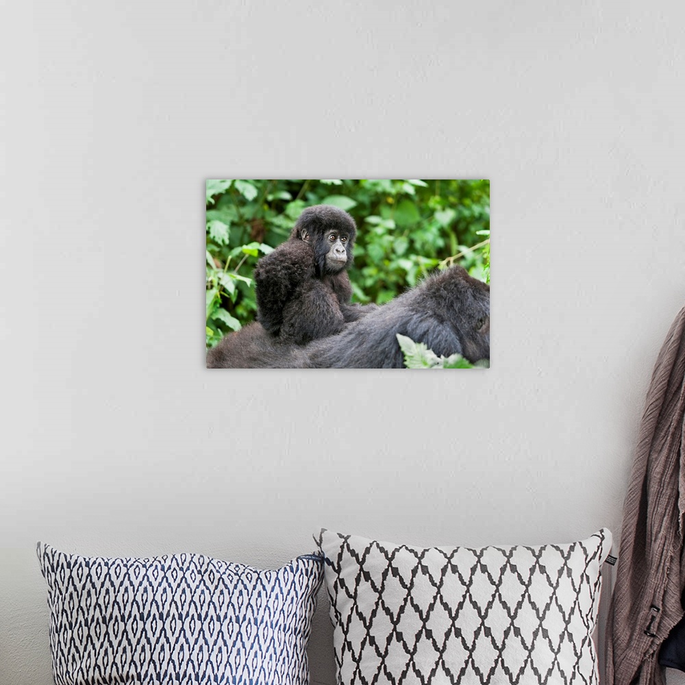 A bohemian room featuring Africa, Rwanda, Volcanoes National Park. Young baby mountain gorilla riding on its mother's back.