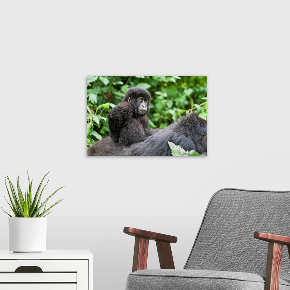 A modern room featuring Africa, Rwanda, Volcanoes National Park. Young baby mountain gorilla riding on its mother's back.