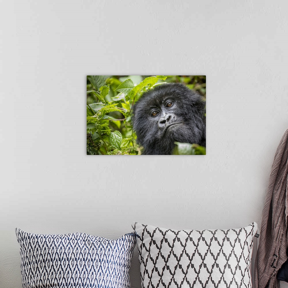 A bohemian room featuring Africa, Rwanda, volcanoes national park, close-up portrait of adult mountain gorilla (Gorilla Ber...