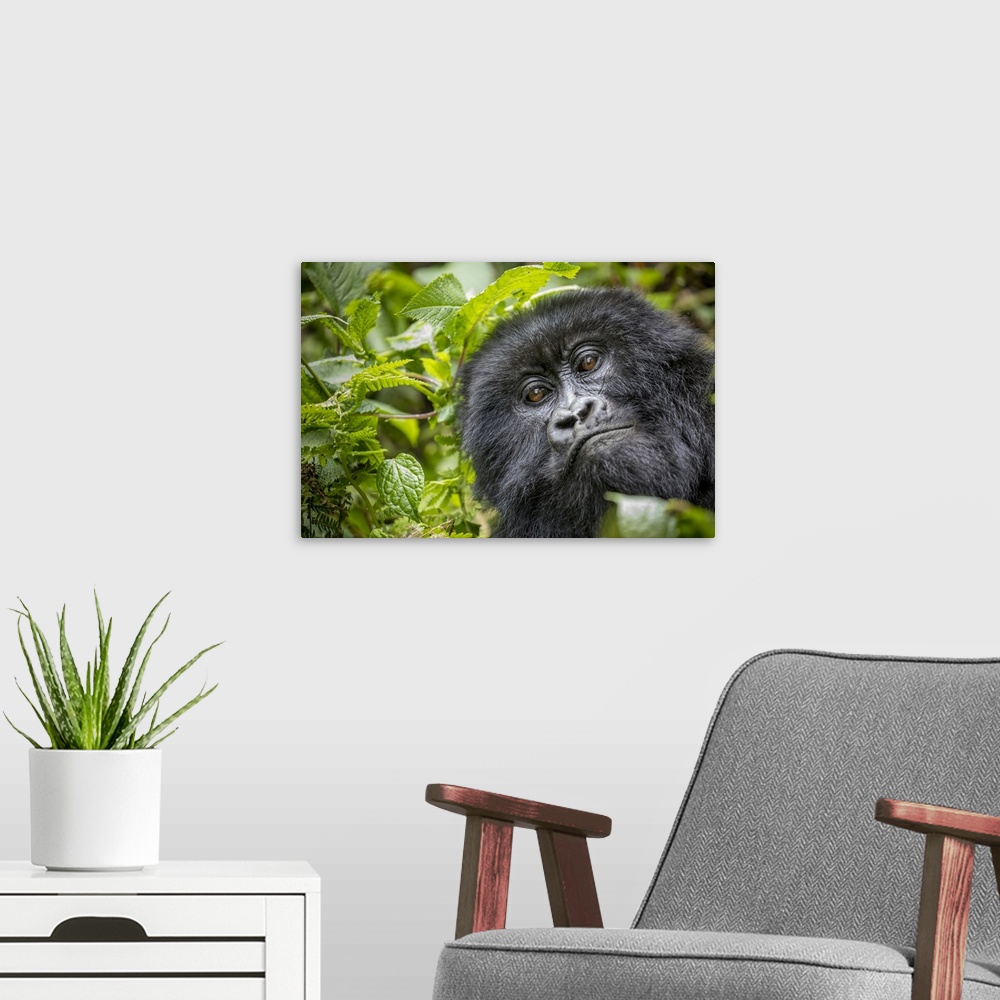 A modern room featuring Africa, Rwanda, volcanoes national park, close-up portrait of adult mountain gorilla (Gorilla Ber...