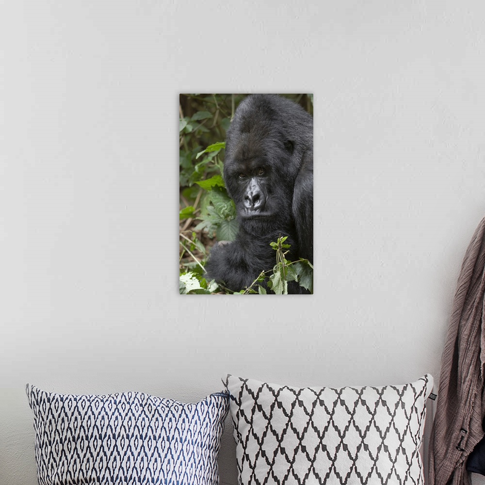 A bohemian room featuring Africa, Rwanda, Volcanoes National Park, mountain gorilla, Gorilla beringei beringei.  Portrait o...