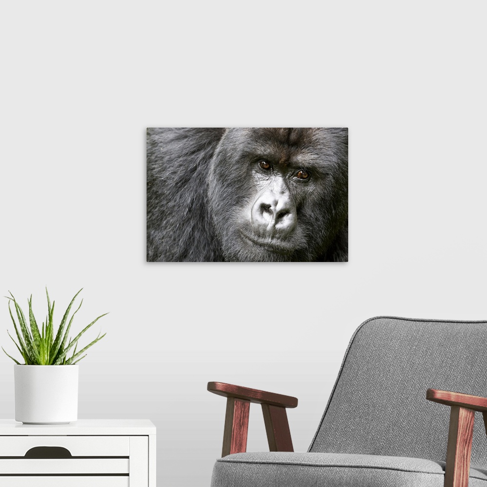 A modern room featuring Africa, Rwanda, Volcanoes National Park, mountain gorilla, Gorilla beringei beringei.  Portrait o...