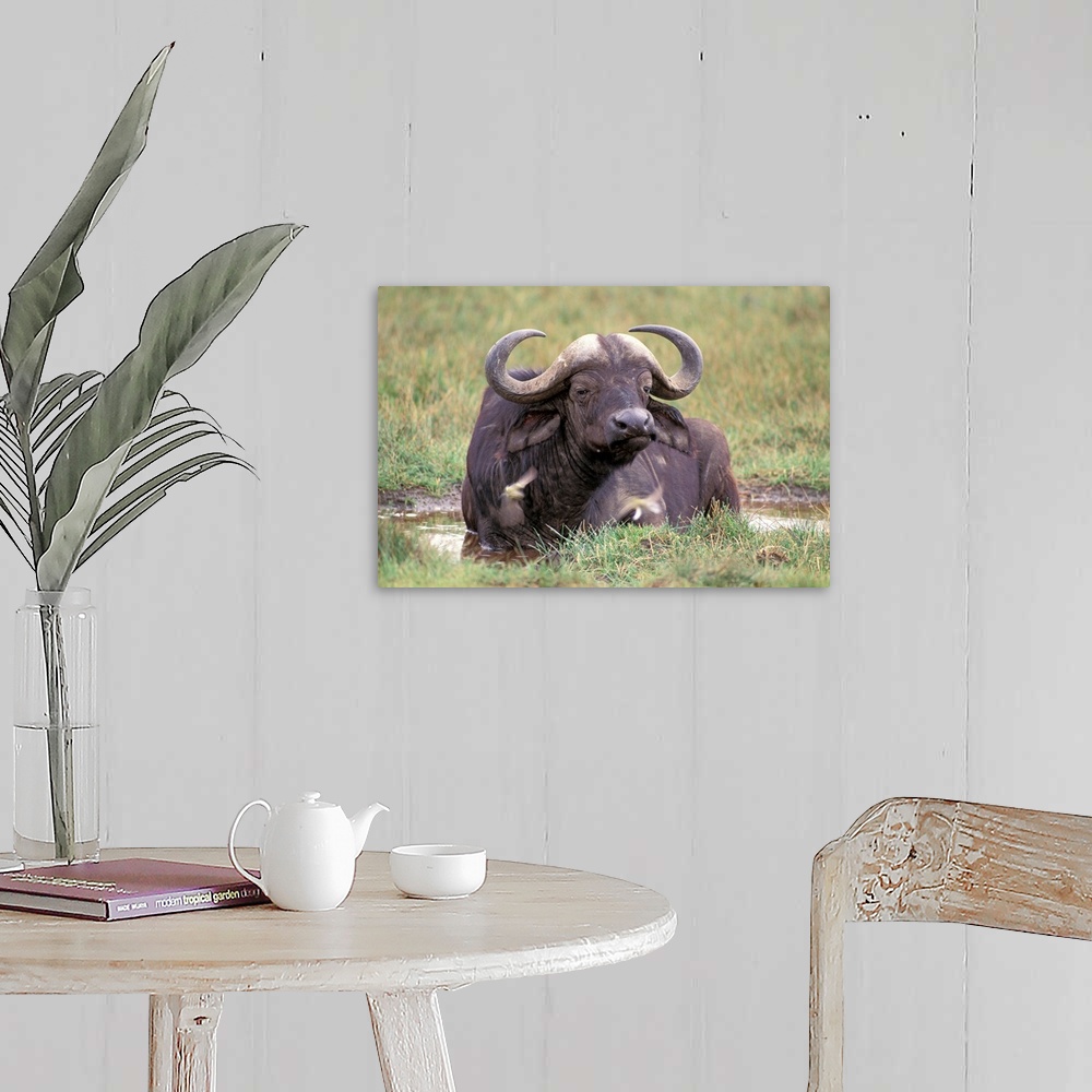 A farmhouse room featuring Africa, Safari, Water Buffalo.