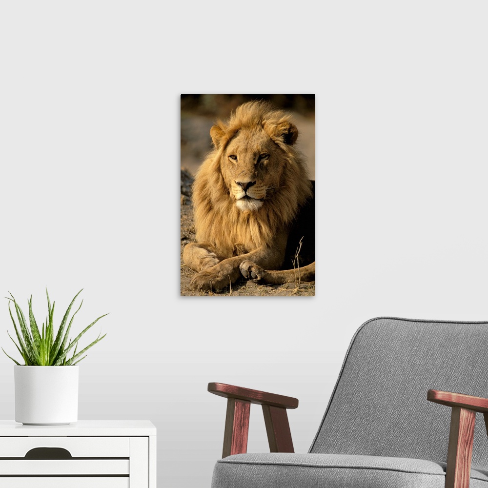 A modern room featuring Africa, Sub-Saharan Africa. Lion (Panthera leo)