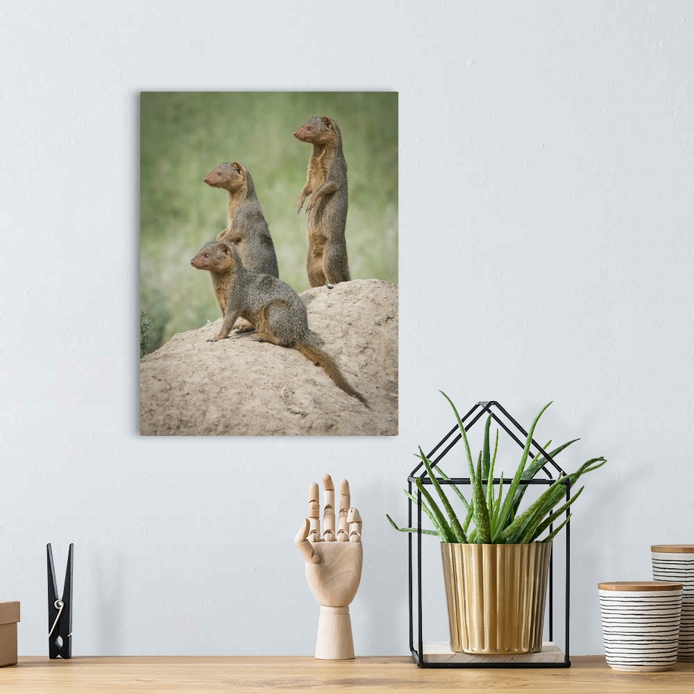 A bohemian room featuring Africa, Tanzania. A family of pygmy mongoose keeps vigil from atop an ant hill in the Serengeti. ...