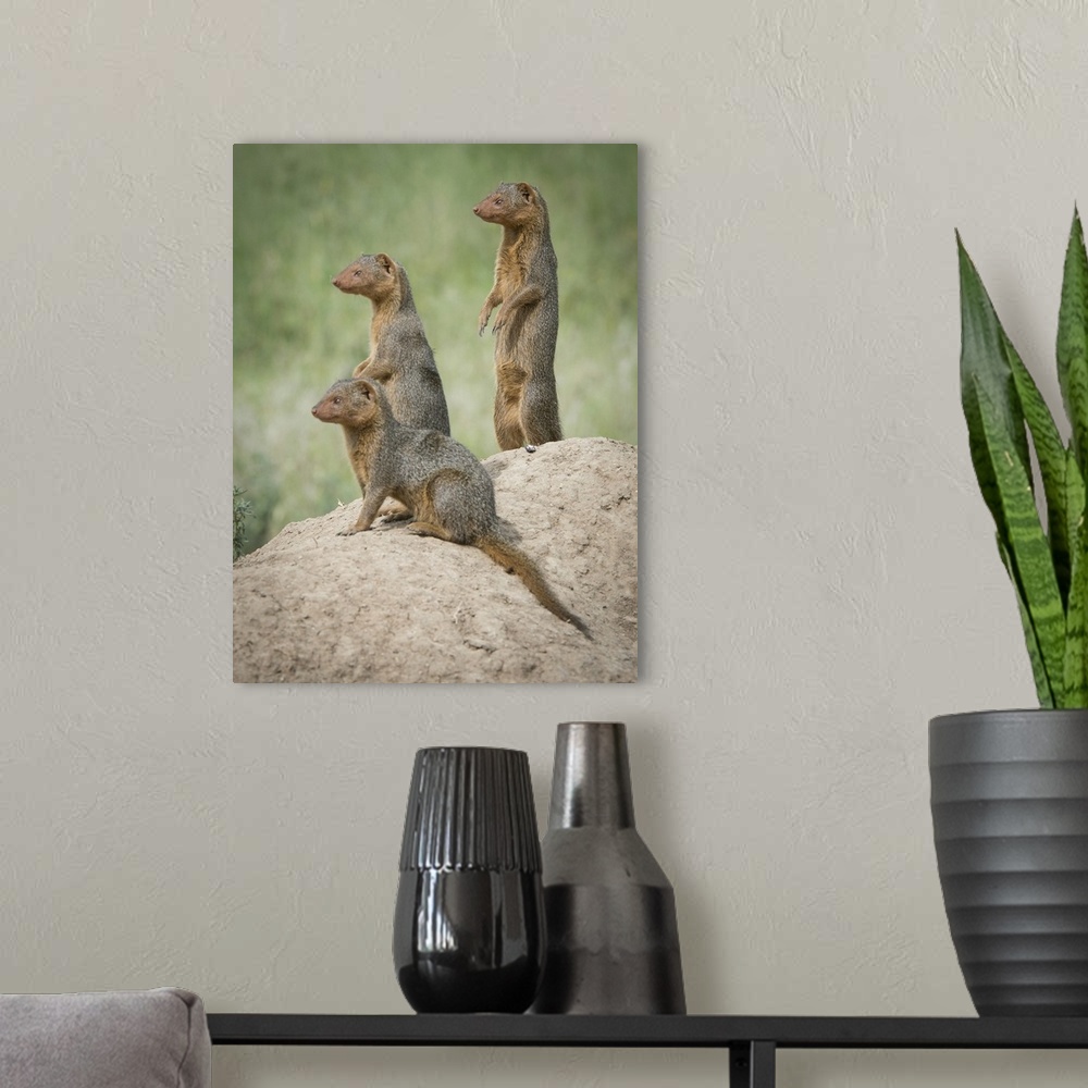 A modern room featuring Africa, Tanzania. A family of pygmy mongoose keeps vigil from atop an ant hill in the Serengeti. ...