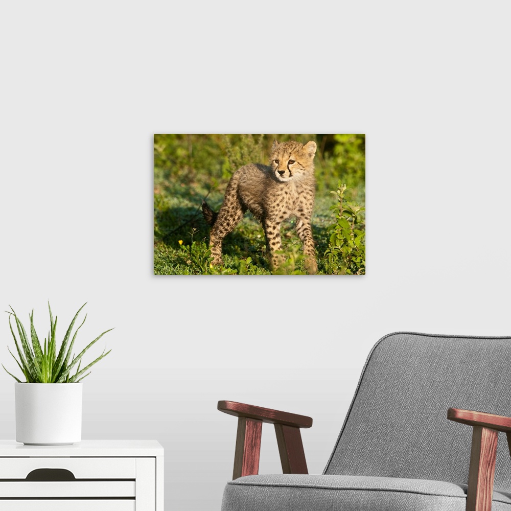 A modern room featuring Africa. Tanzania. Cheetah cub at Ndutu in the Ngorongoro Conservation Area.