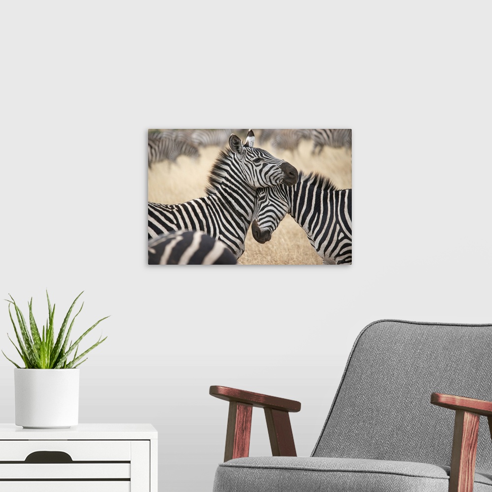 A modern room featuring Africa, Tanzania. Loving zebras nuzzle in the Serengeti. Africa, Tanzania.