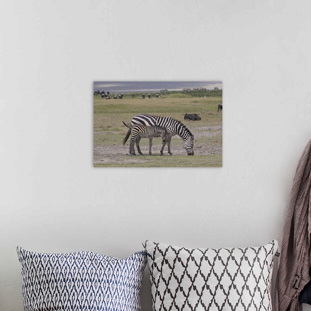 A bohemian room featuring Africa, Tanzania, Ngorongoro Crater. Plains or common zebras, (Equus quagga) grazing in the Crater.