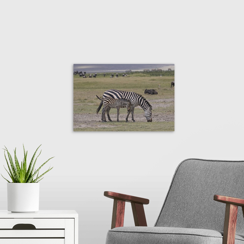 A modern room featuring Africa, Tanzania, Ngorongoro Crater. Plains or common zebras, (Equus quagga) grazing in the Crater.