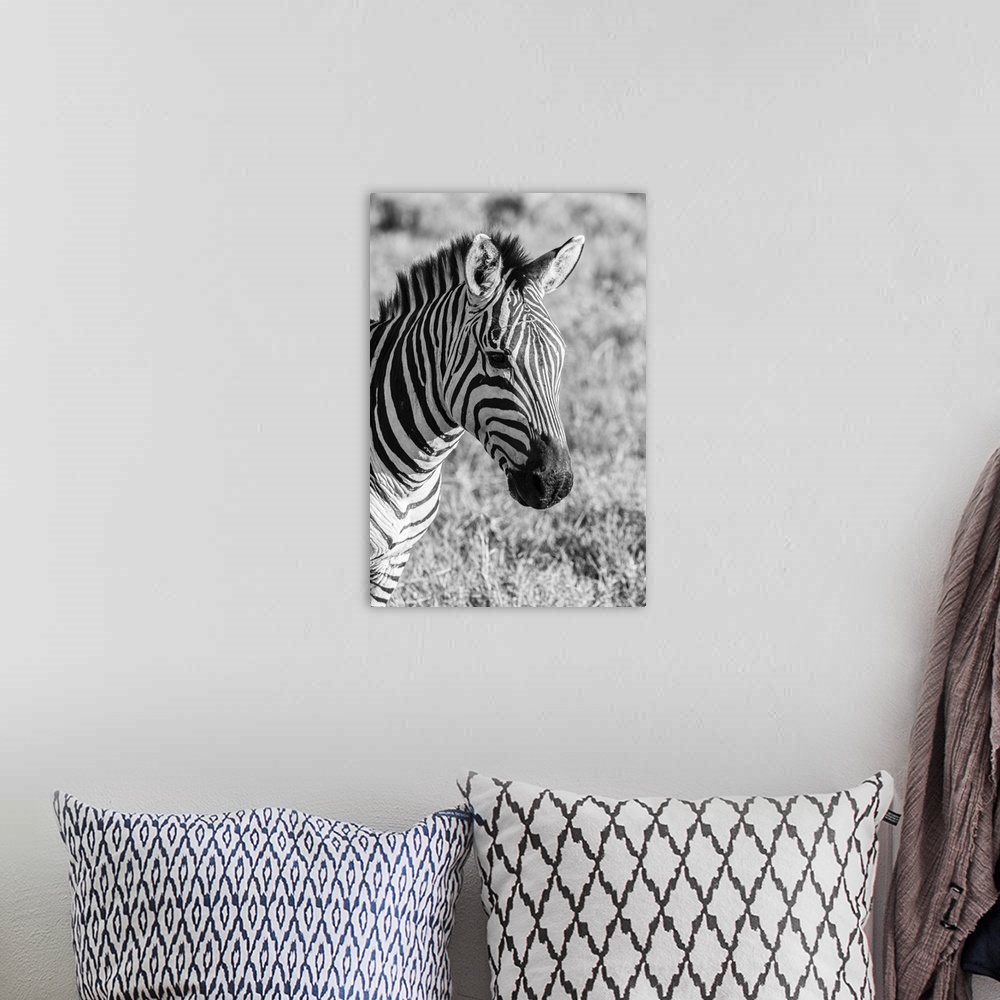 A bohemian room featuring Africa, Tanzania, Ngorongoro crater. B&W of plains zebra head.