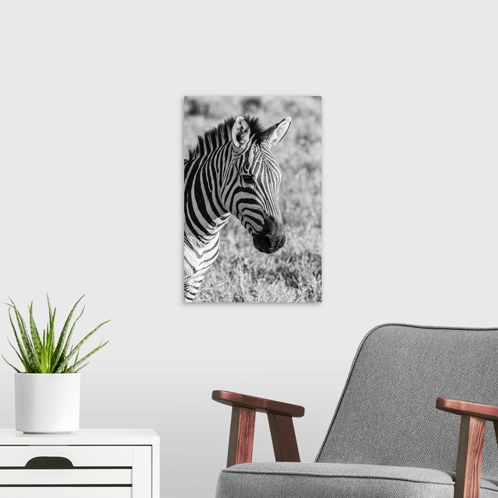 A modern room featuring Africa, Tanzania, Ngorongoro crater. B&W of plains zebra head.