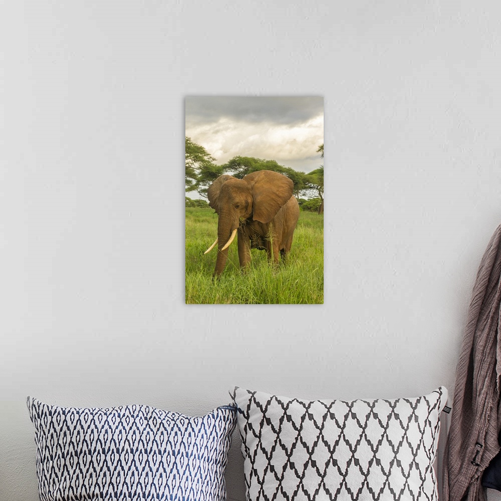 A bohemian room featuring Africa, Tanzania, Tarangire national park. African elephant close-up.