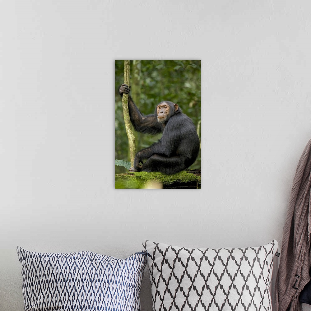 A bohemian room featuring Africa, Uganda, Kibale National Park, Ngogo Chimpanzee Project. A young adult chimpanzee listens ...