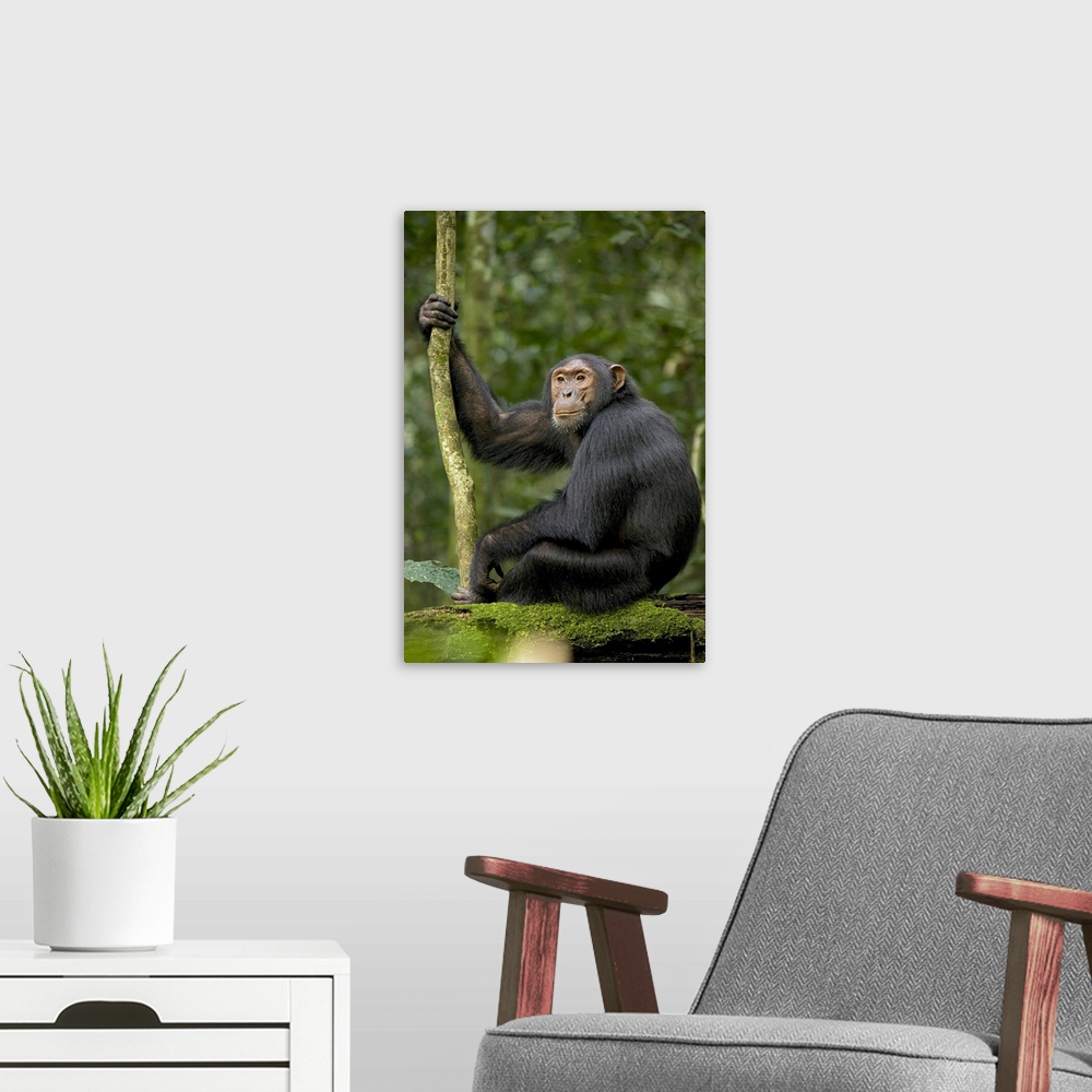 A modern room featuring Africa, Uganda, Kibale National Park, Ngogo Chimpanzee Project. A young adult chimpanzee listens ...