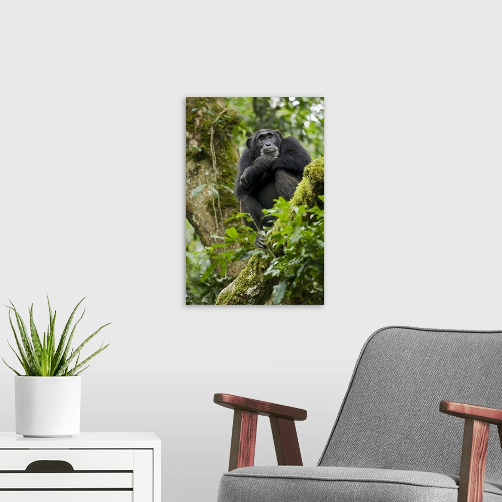 A modern room featuring Africa, Uganda, Kibale National Park, Ngogo Chimpanzee Project. A relaxed female chimpanzee sits ...