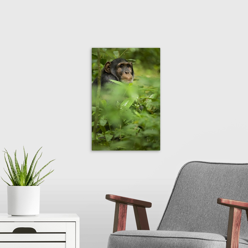 A modern room featuring Africa, Uganda, Kibale National Park, Ngogo Chimpanzee Project.  A young adult male chimpanzee ob...