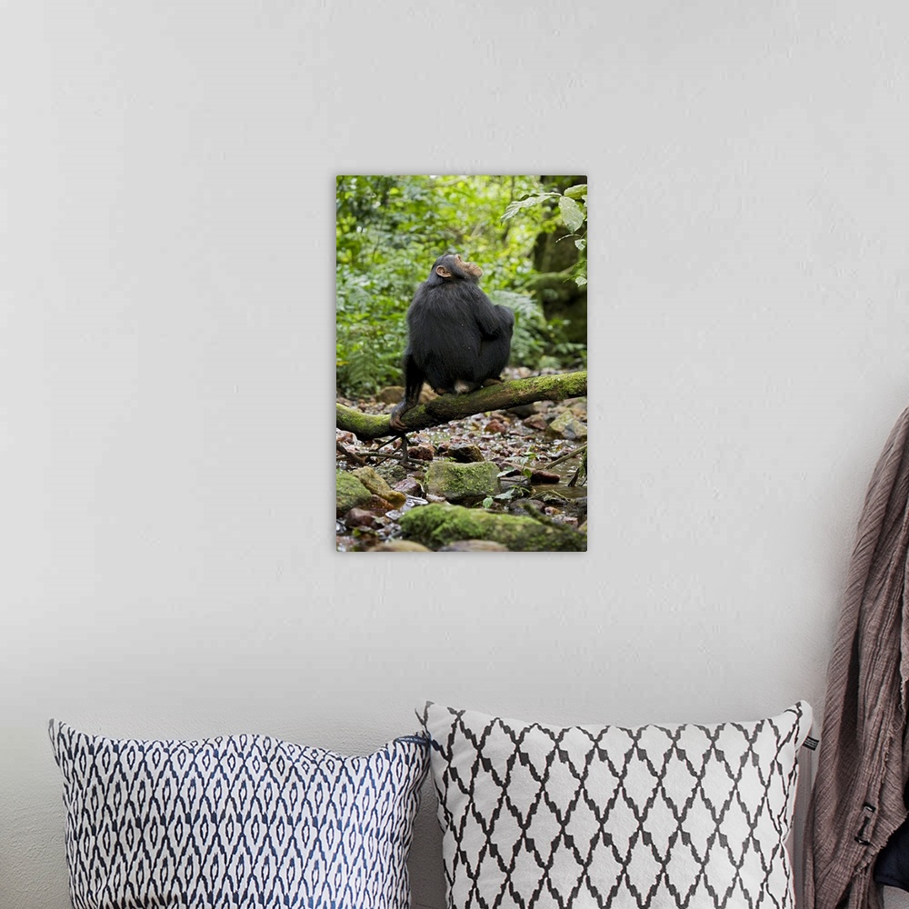 A bohemian room featuring Africa, Uganda, Kibale National Park, Ngogo Chimpanzee Project.  A juvenile chimp sits on a branc...