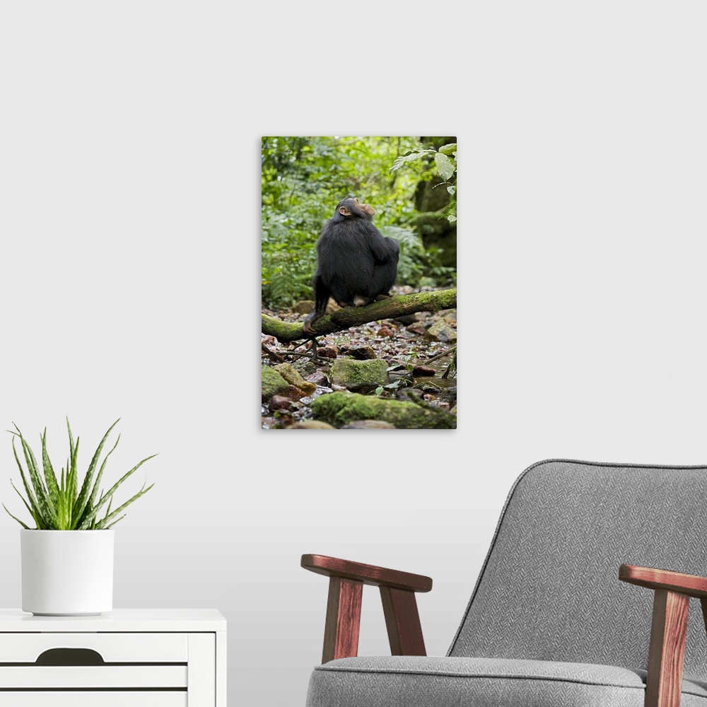 A modern room featuring Africa, Uganda, Kibale National Park, Ngogo Chimpanzee Project.  A juvenile chimp sits on a branc...