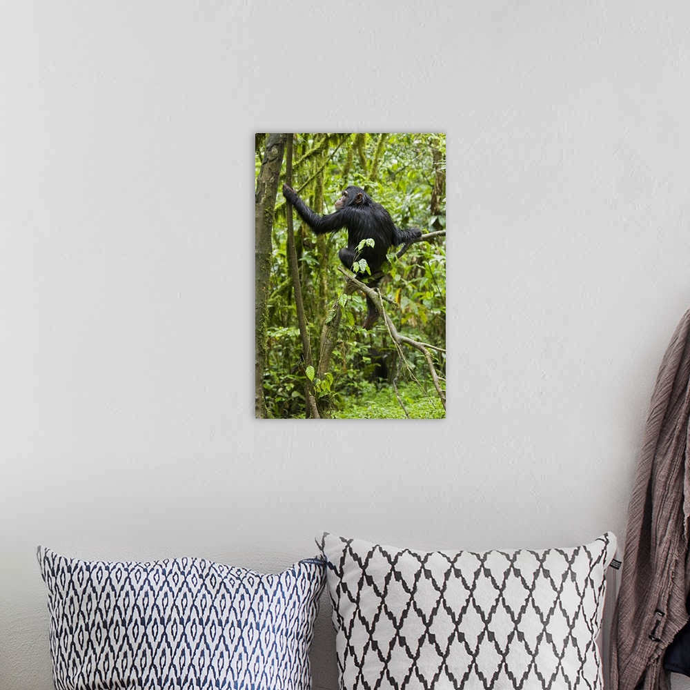 A bohemian room featuring Africa, Uganda, Kibale National Park, Ngogo Chimpanzee Project.  A young chimpanzee wet with rain...