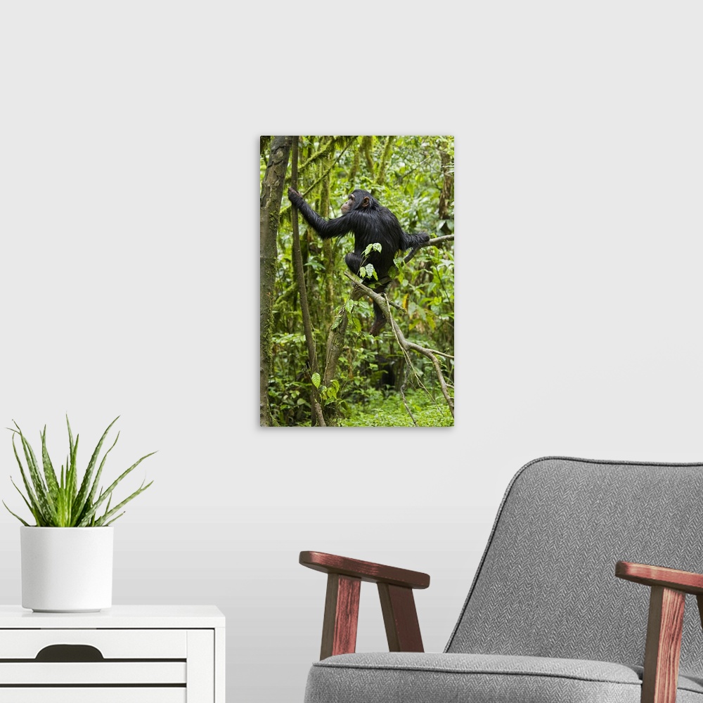 A modern room featuring Africa, Uganda, Kibale National Park, Ngogo Chimpanzee Project.  A young chimpanzee wet with rain...
