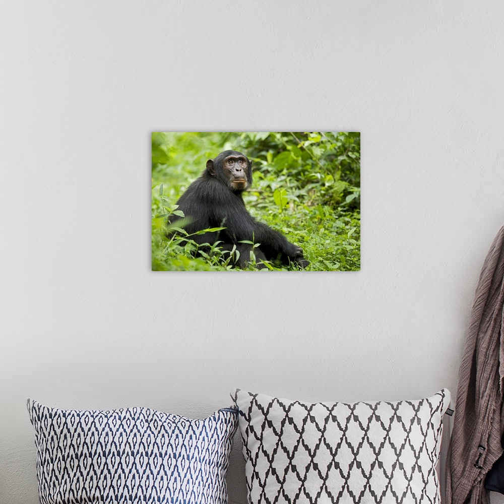 A bohemian room featuring Africa, Uganda, Kibale National Park, Ngogo Chimpanzee Project.  A young adult chimpanzee relaxes...