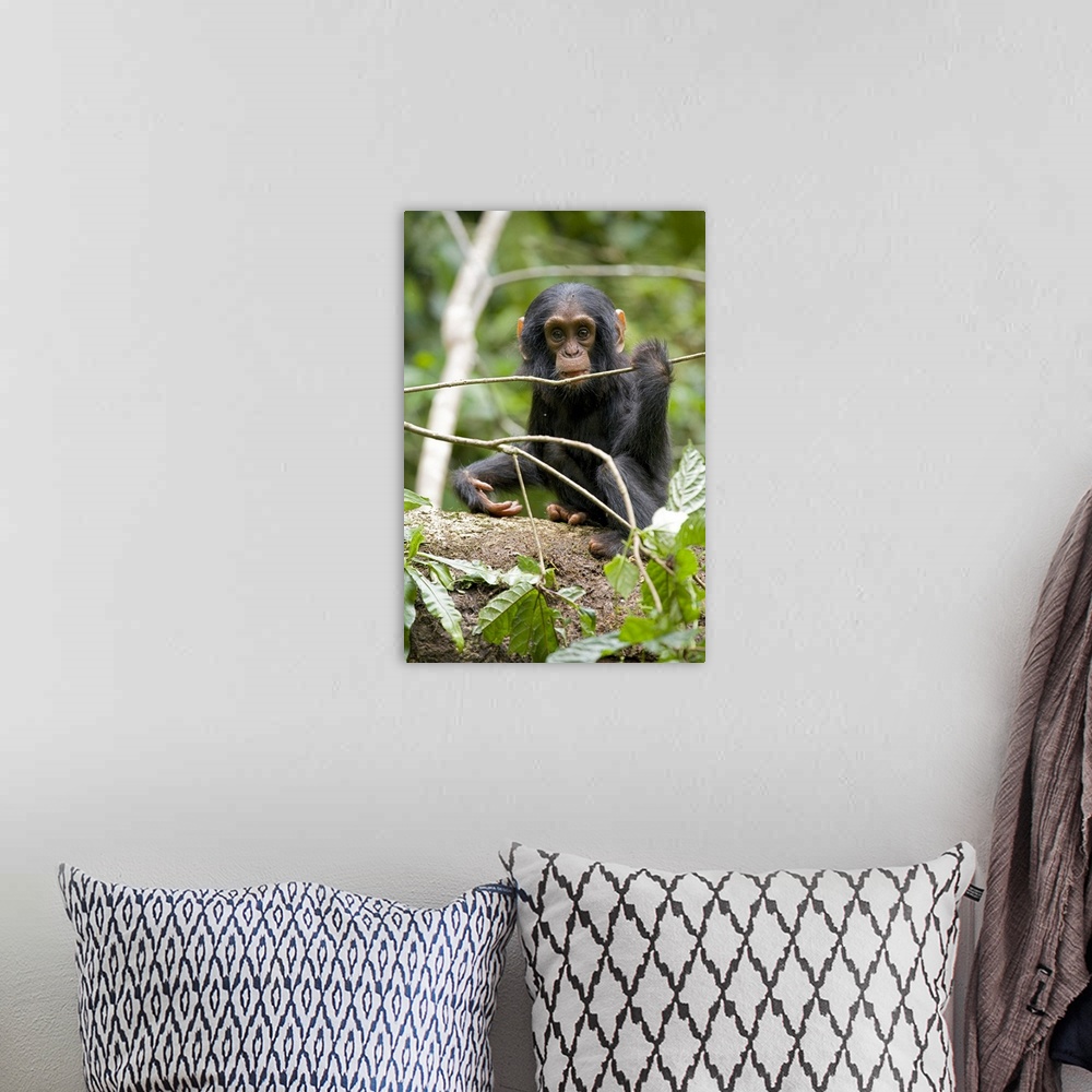 A bohemian room featuring Africa, Uganda, Kibale National Park, Ngogo Chimpanzee Project. A playful and curious infant chim...