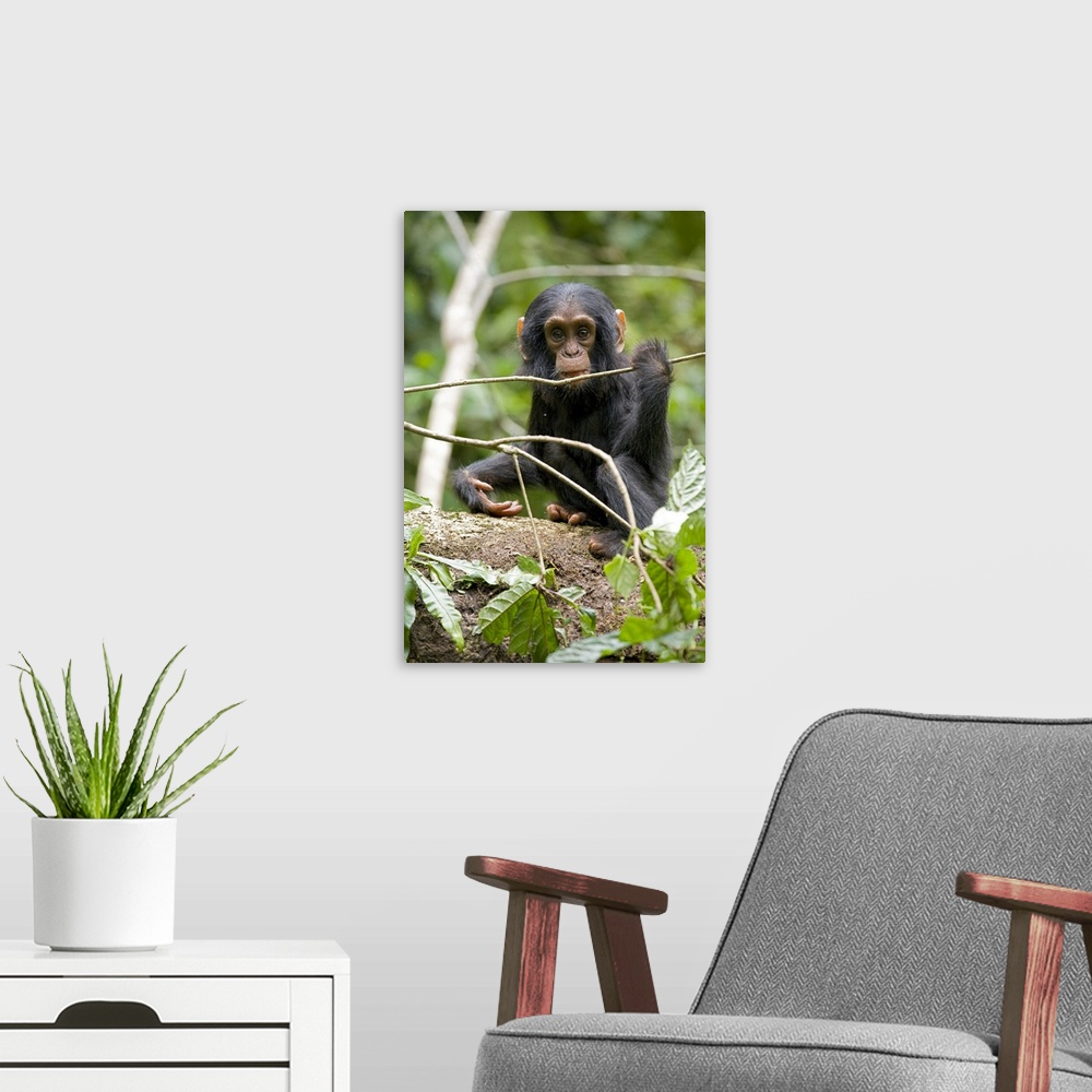 A modern room featuring Africa, Uganda, Kibale National Park, Ngogo Chimpanzee Project. A playful and curious infant chim...