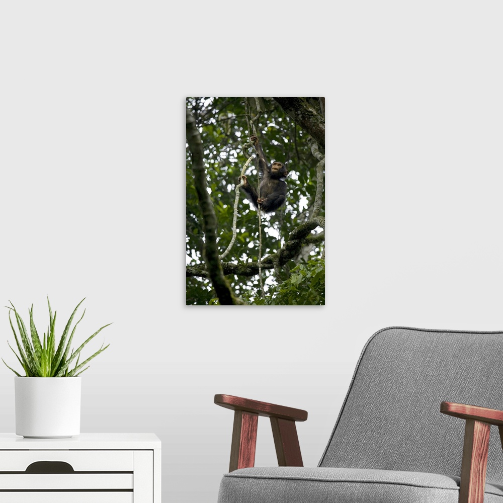 A modern room featuring Africa, Uganda, Kibale National Park, Ngogo Chimpanzee Project. An infant chimpanzee climbs a vine.