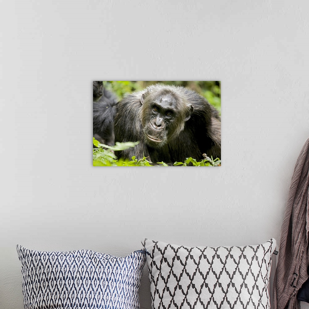 A bohemian room featuring Africa, Uganda, Kibale National Park, Ngogo Chimpanzee Project.  A male chimpanzee relaxes as he ...