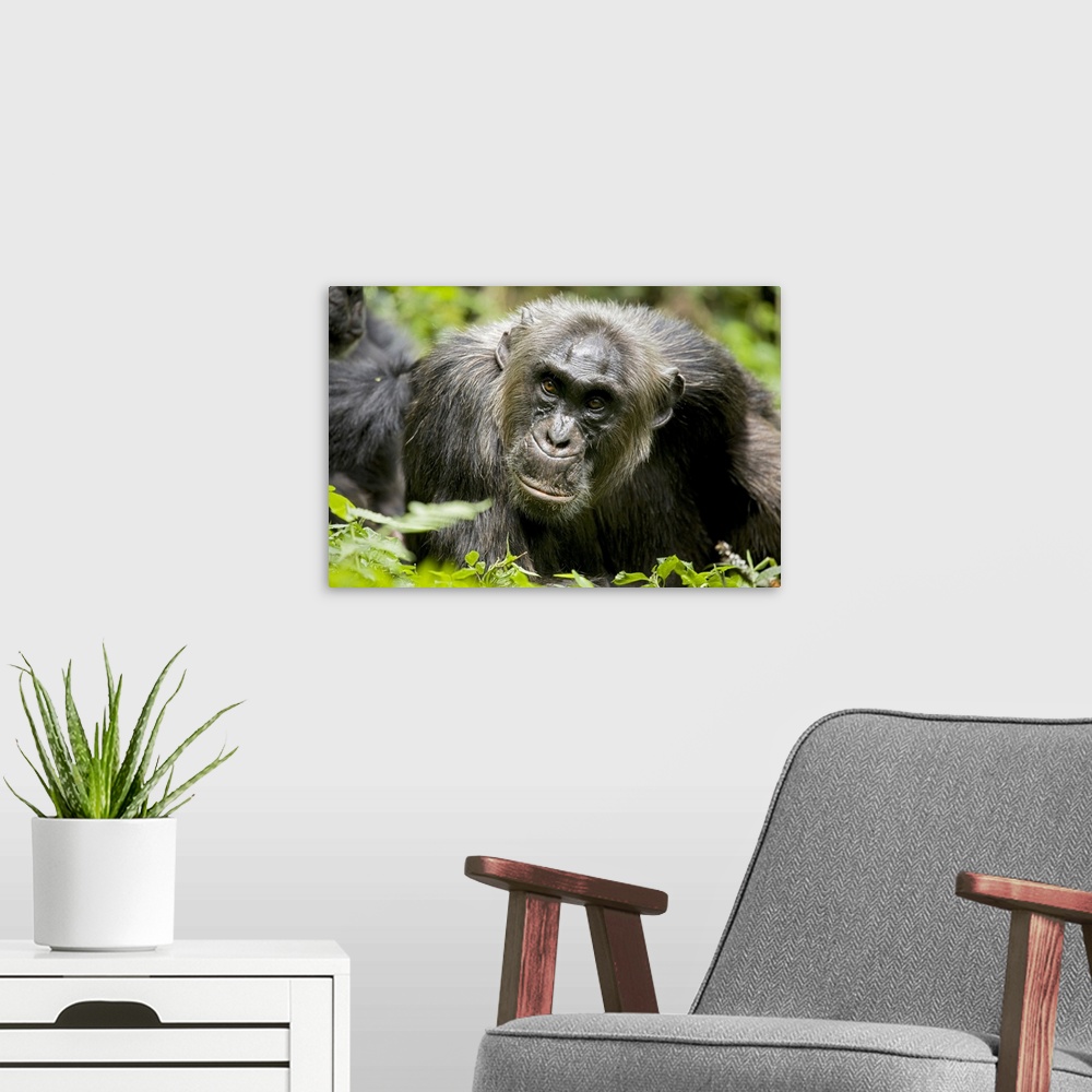 A modern room featuring Africa, Uganda, Kibale National Park, Ngogo Chimpanzee Project.  A male chimpanzee relaxes as he ...