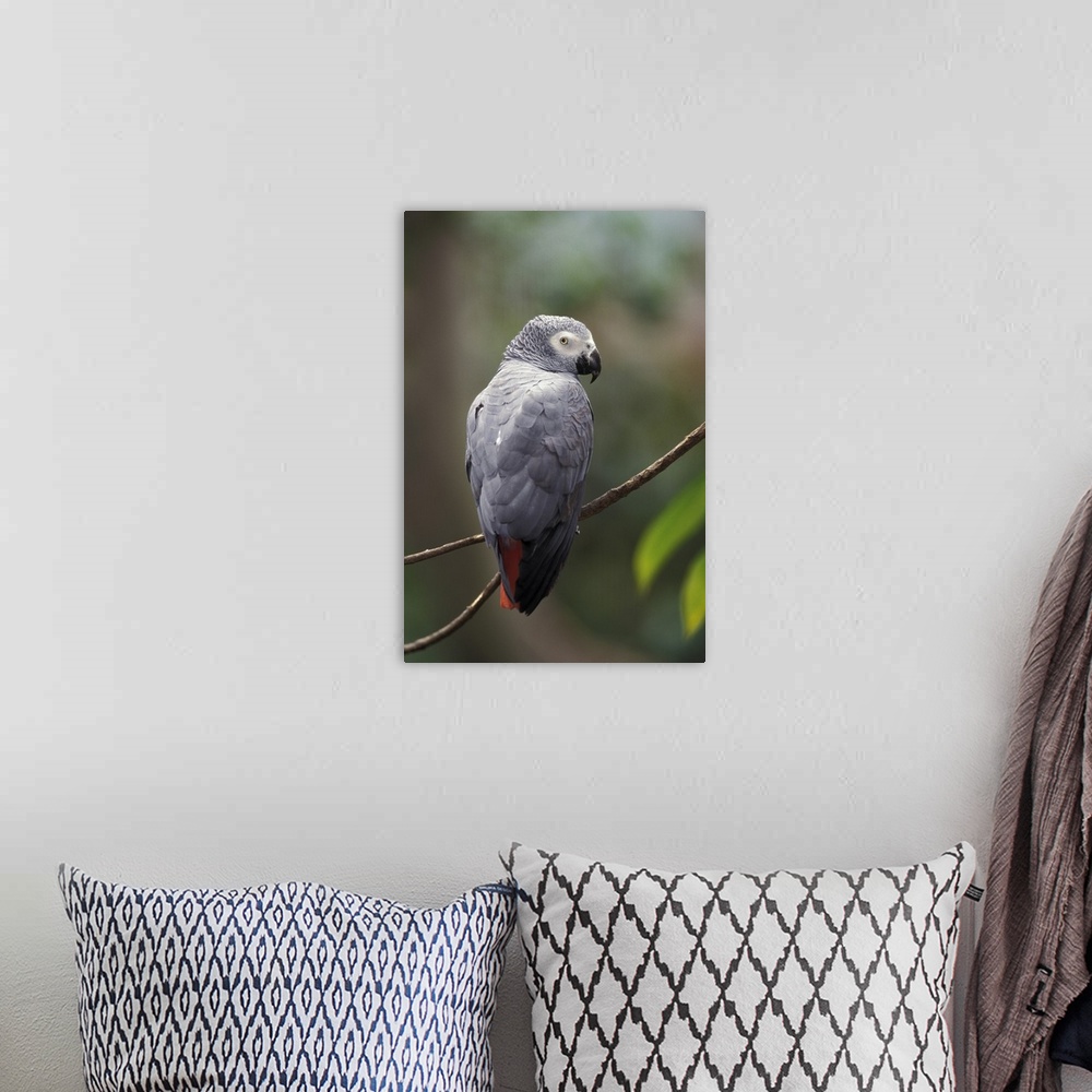 A bohemian room featuring African Gray Parrot (Psittacua erithacus)