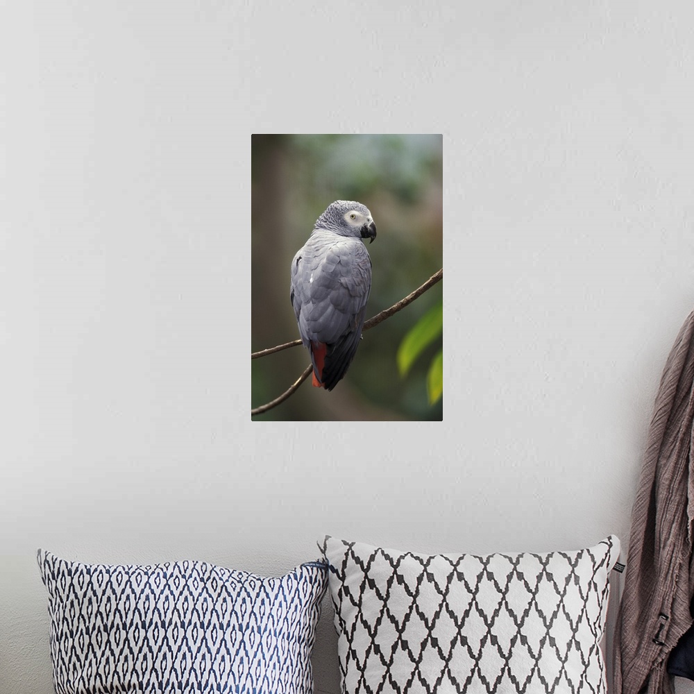 A bohemian room featuring African Gray Parrot (Psittacua erithacus)