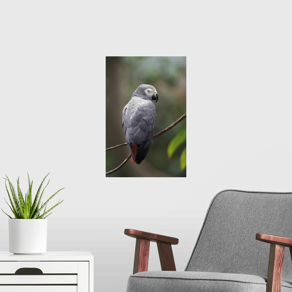 A modern room featuring African Gray Parrot (Psittacua erithacus)