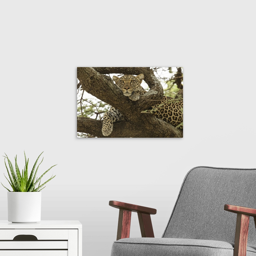 A modern room featuring African leopard in tree, Panthera pardus Pardus, Serengeti national park, Tanzania, Africa.