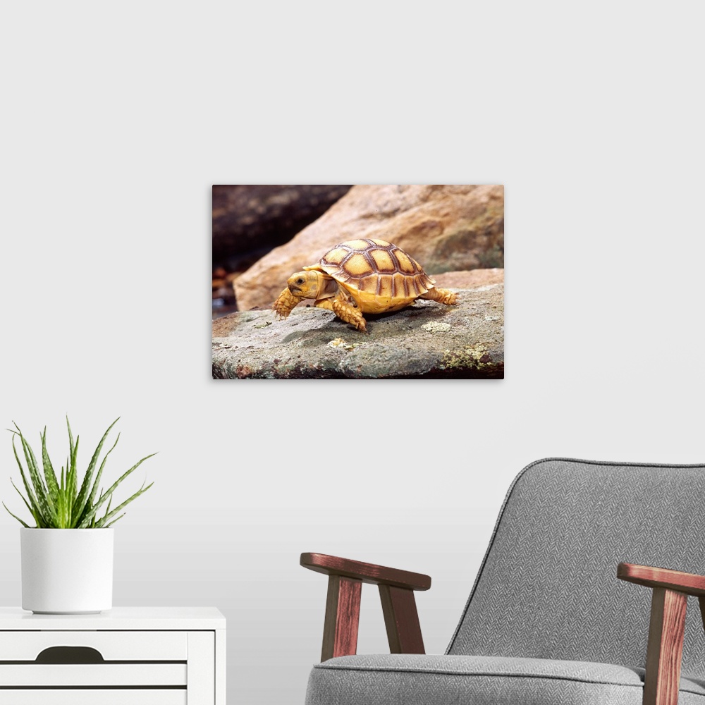 A modern room featuring African Spur-thighed Tortoise.Geochelone sulcata.Native to Africa