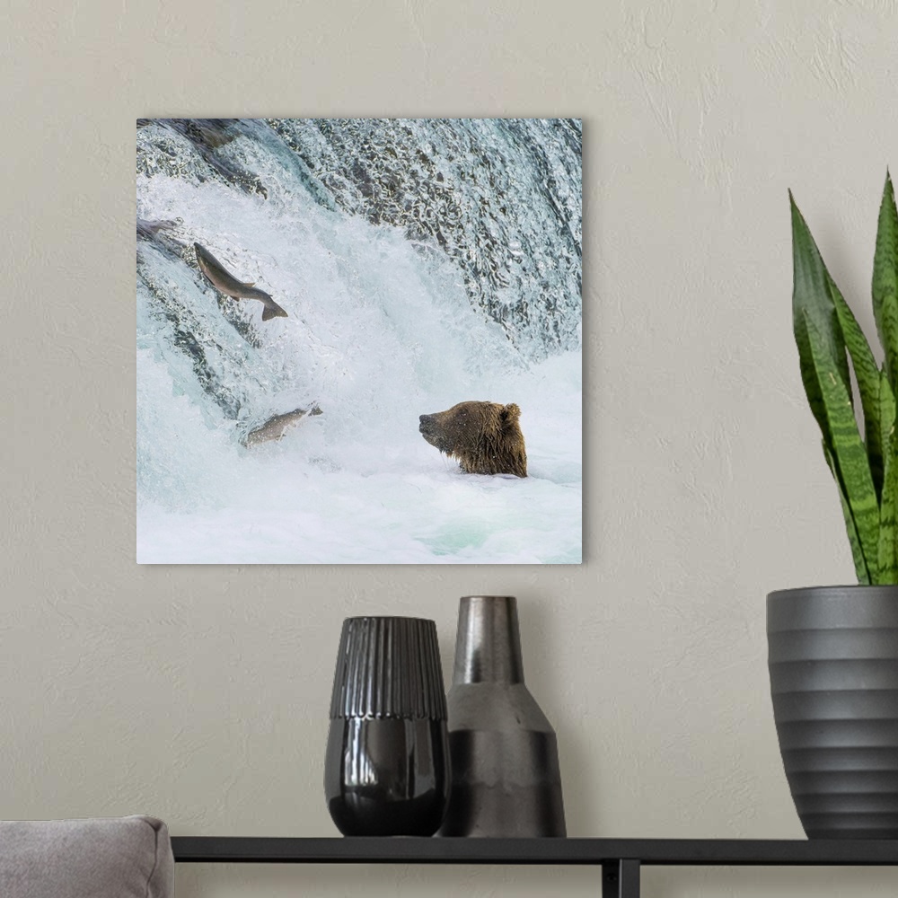 A modern room featuring Alaska, Brooks Falls, Grizzly Bear At The Base Of The Falls Watching Fish Jump