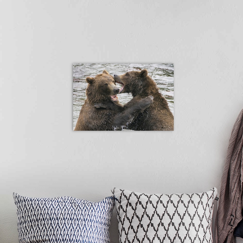A bohemian room featuring Alaska, Brooks Falls, Two Young Grizzly Bears Playing
