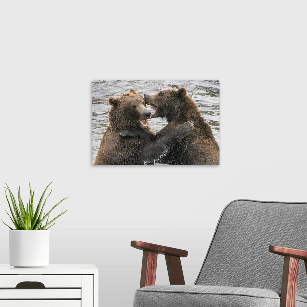 A modern room featuring Alaska, Brooks Falls, Two Young Grizzly Bears Playing