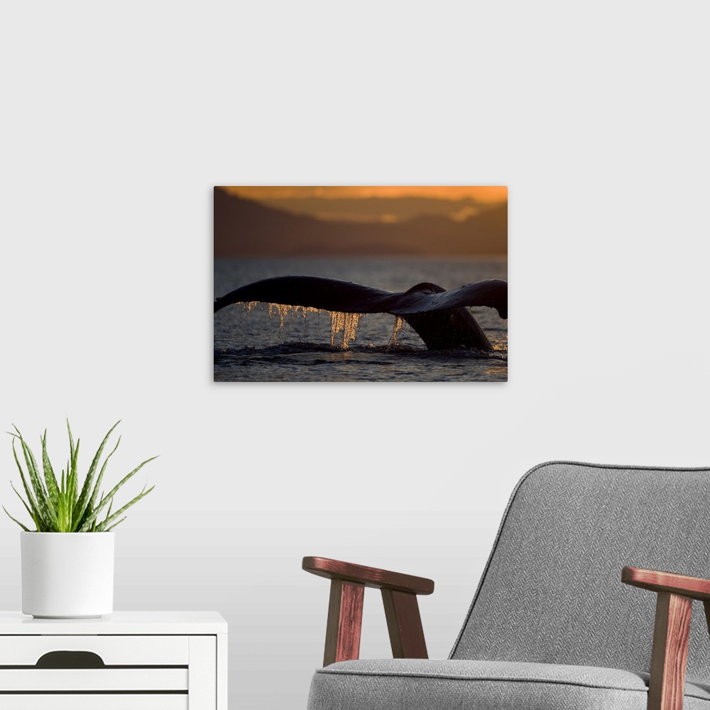 A modern room featuring USA, Alaska, Close-up of Humpback Whale (Megaptera novaengliae) raising its tail while diving in ...