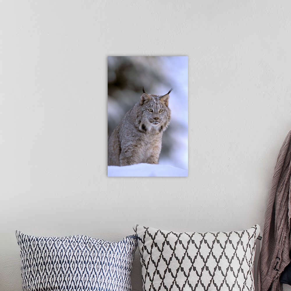 A bohemian room featuring North America, USA, Alaska, Haines. Lynx (Felis lynx).
